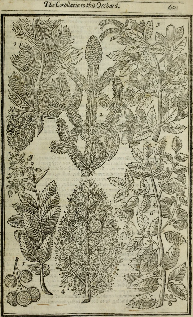 An illustration from Paradisi in sole, paradisus terrestris : or, a choice garden of all sorts of rarest flowers : with their nature, place of birth, time of flowering, names, and vertues to each plant, useful in physick, or admired for beauty. To which is annext a kitchen-garden furnished with all manner of herbs, roots, and fruits, for meat or sawce used with us. With the art of planting an orchard of all sorts of fruit-bearing trees and shrubs, shewing the nature of grafting, inoculating and pruning of them. Together with the right ordering, planting and preserving of them, with their select vertues: All unmentioned in former Herbals, 1656, leaf 610