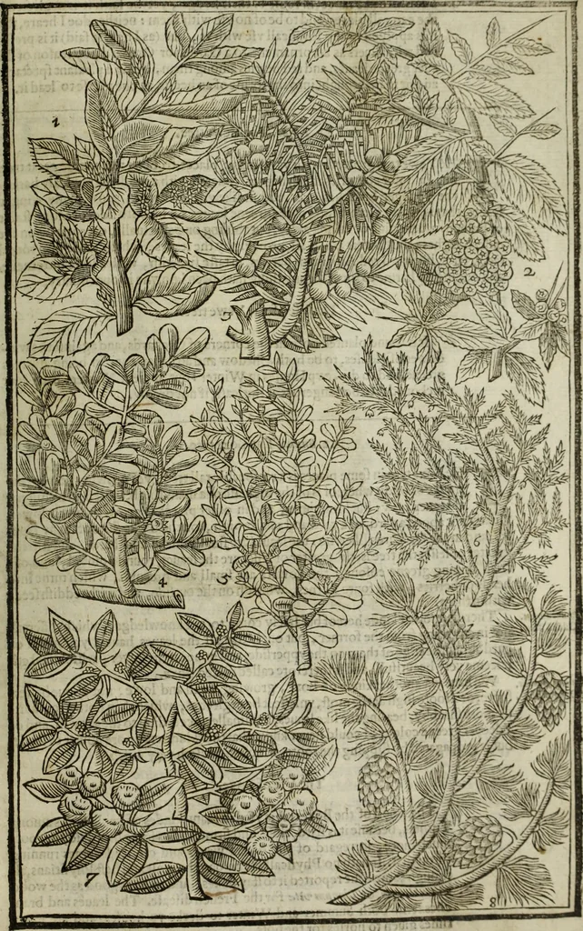 An illustration from Paradisi in sole, paradisus terrestris : or, a choice garden of all sorts of rarest flowers : with their nature, place of birth, time of flowering, names, and vertues to each plant, useful in physick, or admired for beauty. To which is annext a kitchen-garden furnished with all manner of herbs, roots, and fruits, for meat or sawce used with us. With the art of planting an orchard of all sorts of fruit-bearing trees and shrubs, shewing the nature of grafting, inoculating and pruning of them. Together with the right ordering, planting and preserving of them, with their select vertues: All unmentioned in former Herbals, 1656, leaf 614