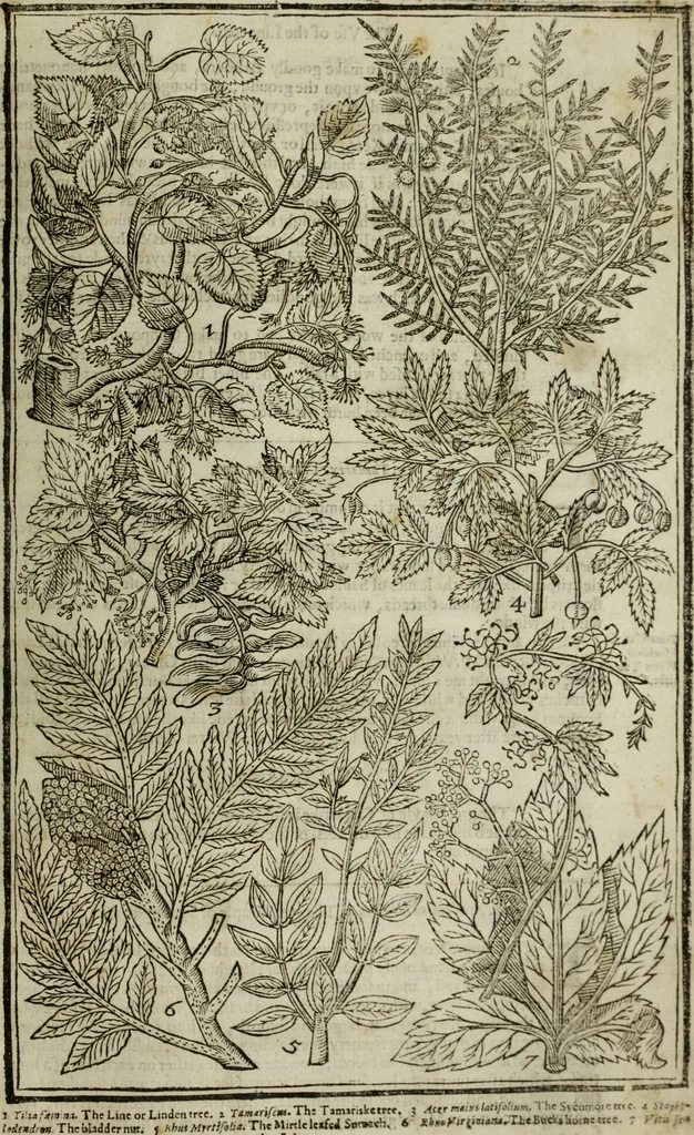 An illustration from Paradisi in sole, paradisus terrestris : or, a choice garden of all sorts of rarest flowers : with their nature, place of birth, time of flowering, names, and vertues to each plant, useful in physick, or admired for beauty. To which is annext a kitchen-garden furnished with all manner of herbs, roots, and fruits, for meat or sawce used with us. With the art of planting an orchard of all sorts of fruit-bearing trees and shrubs, shewing the nature of grafting, inoculating and pruning of them. Together with the right ordering, planting and preserving of them, with their select vertues: All unmentioned in former Herbals, 1656, leaf 618
