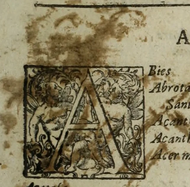 An illustration from Paradisi in sole, paradisus terrestris : or, a choice garden of all sorts of rarest flowers : with their nature, place of birth, time of flowering, names, and vertues to each plant, useful in physick, or admired for beauty. To which is annext a kitchen-garden furnished with all manner of herbs, roots, and fruits, for meat or sawce used with us. With the art of planting an orchard of all sorts of fruit-bearing trees and shrubs, shewing the nature of grafting, inoculating and pruning of them. Together with the right ordering, planting and preserving of them, with their select vertues: All unmentioned in former Herbals, 1656, leaf 622