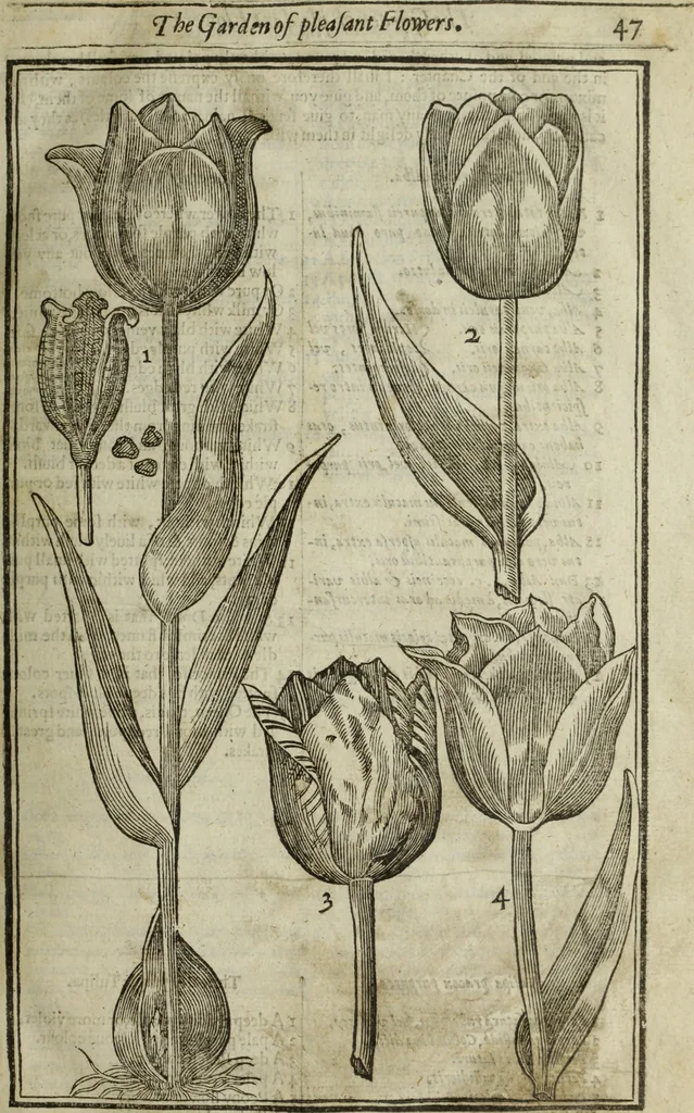 An illustration from Paradisi in sole, paradisus terrestris : or, a choice garden of all sorts of rarest flowers : with their nature, place of birth, time of flowering, names, and vertues to each plant, useful in physick, or admired for beauty. To which is annext a kitchen-garden furnished with all manner of herbs, roots, and fruits, for meat or sawce used with us. With the art of planting an orchard of all sorts of fruit-bearing trees and shrubs, shewing the nature of grafting, inoculating and pruning of them. Together with the right ordering, planting and preserving of them, with their select vertues: All unmentioned in former Herbals, 1656, leaf 64