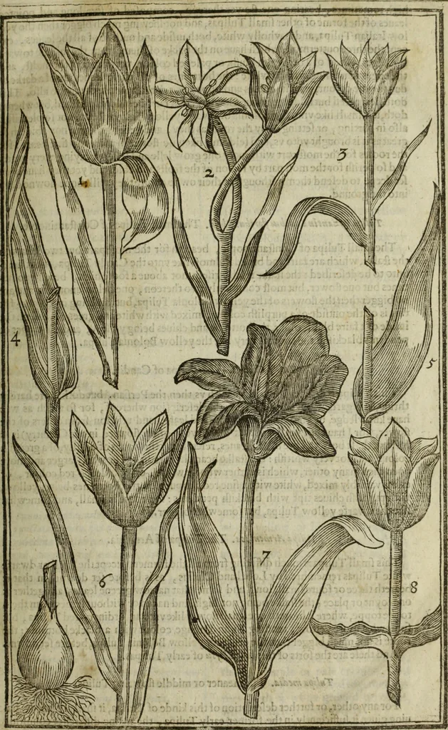 An illustration from Paradisi in sole, paradisus terrestris : or, a choice garden of all sorts of rarest flowers : with their nature, place of birth, time of flowering, names, and vertues to each plant, useful in physick, or admired for beauty. To which is annext a kitchen-garden furnished with all manner of herbs, roots, and fruits, for meat or sawce used with us. With the art of planting an orchard of all sorts of fruit-bearing trees and shrubs, shewing the nature of grafting, inoculating and pruning of them. Together with the right ordering, planting and preserving of them, with their select vertues: All unmentioned in former Herbals, 1656, leaf 70