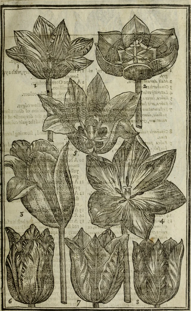 An illustration from Paradisi in sole, paradisus terrestris : or, a choice garden of all sorts of rarest flowers : with their nature, place of birth, time of flowering, names, and vertues to each plant, useful in physick, or admired for beauty. To which is annext a kitchen-garden furnished with all manner of herbs, roots, and fruits, for meat or sawce used with us. With the art of planting an orchard of all sorts of fruit-bearing trees and shrubs, shewing the nature of grafting, inoculating and pruning of them. Together with the right ordering, planting and preserving of them, with their select vertues: All unmentioned in former Herbals, 1656, leaf 74