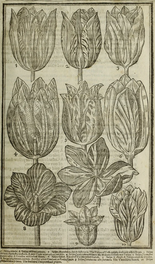 An illustration from Paradisi in sole, paradisus terrestris : or, a choice garden of all sorts of rarest flowers : with their nature, place of birth, time of flowering, names, and vertues to each plant, useful in physick, or admired for beauty. To which is annext a kitchen-garden furnished with all manner of herbs, roots, and fruits, for meat or sawce used with us. With the art of planting an orchard of all sorts of fruit-bearing trees and shrubs, shewing the nature of grafting, inoculating and pruning of them. Together with the right ordering, planting and preserving of them, with their select vertues: All unmentioned in former Herbals, 1656, leaf 76