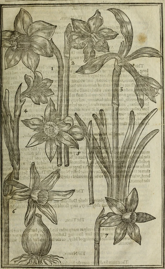 An illustration from Paradisi in sole, paradisus terrestris : or, a choice garden of all sorts of rarest flowers : with their nature, place of birth, time of flowering, names, and vertues to each plant, useful in physick, or admired for beauty. To which is annext a kitchen-garden furnished with all manner of herbs, roots, and fruits, for meat or sawce used with us. With the art of planting an orchard of all sorts of fruit-bearing trees and shrubs, shewing the nature of grafting, inoculating and pruning of them. Together with the right ordering, planting and preserving of them, with their select vertues: All unmentioned in former Herbals, 1656, leaf 88