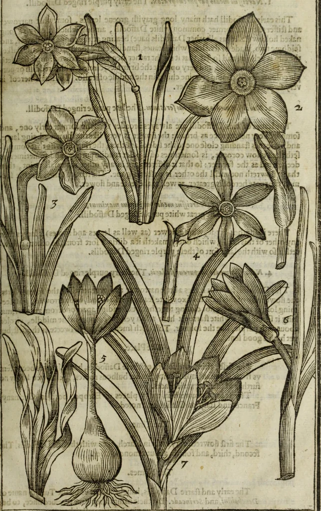 An illustration from Paradisi in sole, paradisus terrestris : or, a choice garden of all sorts of rarest flowers : with their nature, place of birth, time of flowering, names, and vertues to each plant, useful in physick, or admired for beauty. To which is annext a kitchen-garden furnished with all manner of herbs, roots, and fruits, for meat or sawce used with us. With the art of planting an orchard of all sorts of fruit-bearing trees and shrubs, shewing the nature of grafting, inoculating and pruning of them. Together with the right ordering, planting and preserving of them, with their select vertues: All unmentioned in former Herbals, 1656, leaf 92