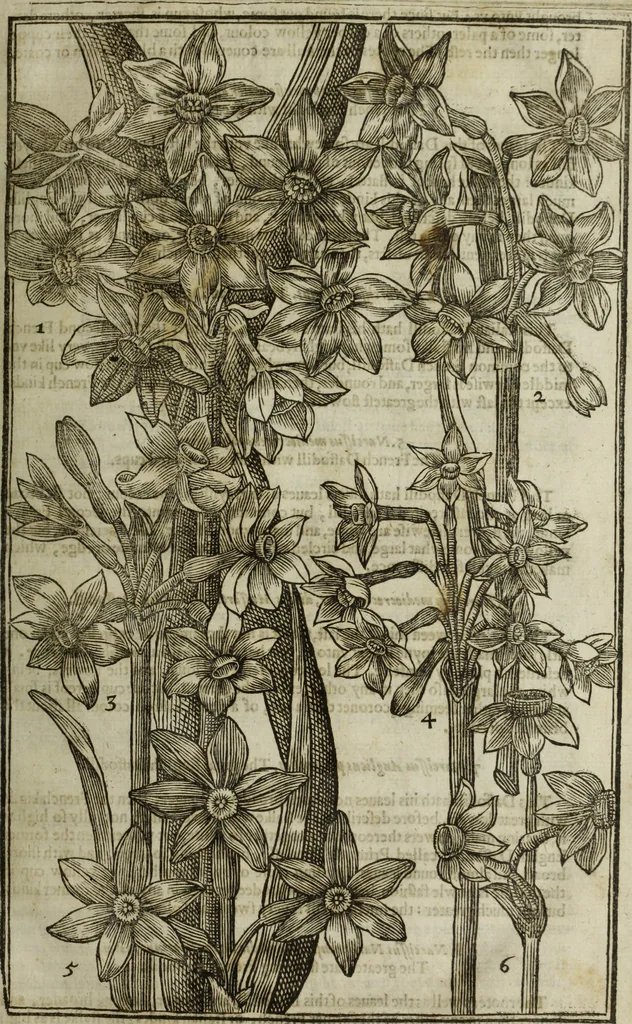 An illustration from Paradisi in sole, paradisus terrestris : or, a choice garden of all sorts of rarest flowers : with their nature, place of birth, time of flowering, names, and vertues to each plant, useful in physick, or admired for beauty. To which is annext a kitchen-garden furnished with all manner of herbs, roots, and fruits, for meat or sawce used with us. With the art of planting an orchard of all sorts of fruit-bearing trees and shrubs, shewing the nature of grafting, inoculating and pruning of them. Together with the right ordering, planting and preserving of them, with their select vertues: All unmentioned in former Herbals, 1656, leaf 98