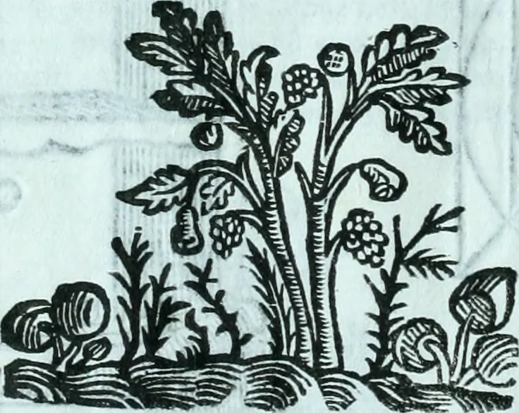 An illustration from Paradossi per pratticare la prospettiva senza saperla, fiori, per facilitare l'intelligenza, frvtti, per non operare alla cieca : cognitioni necessarie a pittori, scultori, architetti, ed à qualunque si diletta di disegno, 1672, leaf 107