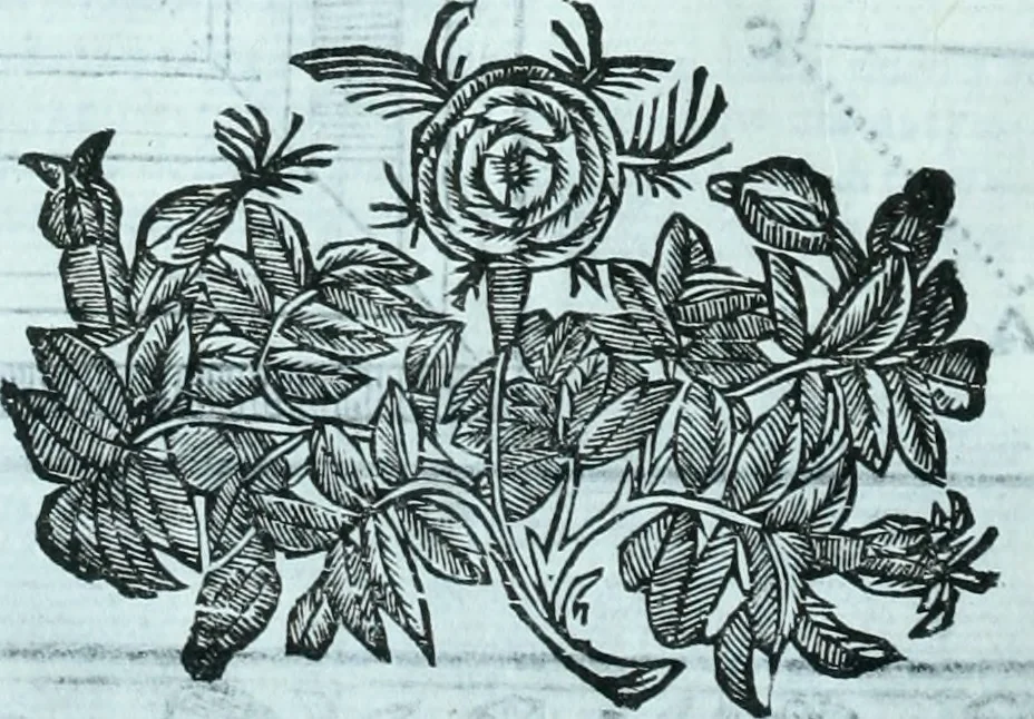 An illustration from Paradossi per pratticare la prospettiva senza saperla, fiori, per facilitare l'intelligenza, frvtti, per non operare alla cieca : cognitioni necessarie a pittori, scultori, architetti, ed à qualunque si diletta di disegno, 1672, leaf 29