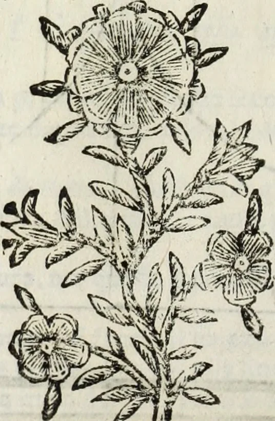 An illustration from Paradossi per pratticare la prospettiua senza saperla, fiori, per facilitare l'intelligenza, frutti, per non operare alla cieca : cognitioni necessarie à pittori, scultori, architetti, ed à qualunque si diletta di disegno, 1683, leaf 105