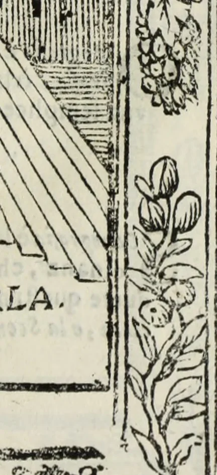 An illustration from Paradossi per pratticare la prospettiua senza saperla, fiori, per facilitare l'intelligenza, frutti, per non operare alla cieca : cognitioni necessarie à pittori, scultori, architetti, ed à qualunque si diletta di disegno, 1683, leaf 24