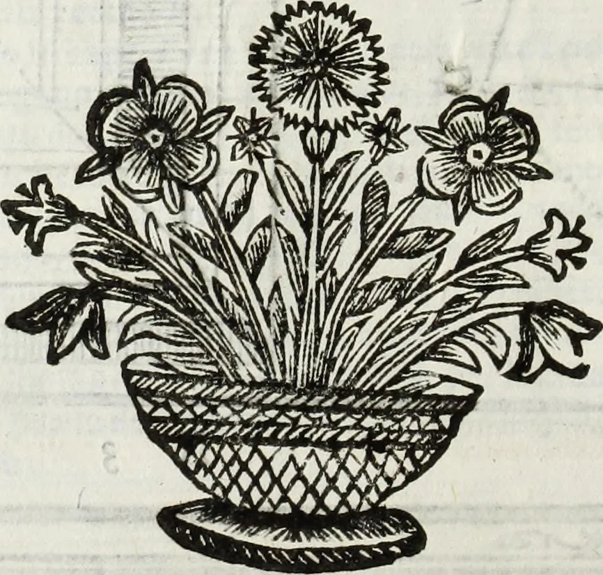 An illustration from Paradossi per pratticare la prospettiua senza saperla, fiori, per facilitare l'intelligenza, frutti, per non operare alla cieca : cognitioni necessarie à pittori, scultori, architetti, ed à qualunque si diletta di disegno, 1683, leaf 29