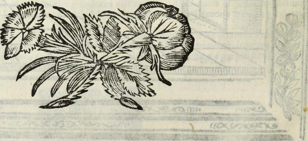An illustration from Paradossi per pratticare la prospettiua senza saperla, fiori, per facilitare l'intelligenza, frutti, per non operare alla cieca : cognitioni necessarie à pittori, scultori, architetti, ed à qualunque si diletta di disegno, 1683, leaf 33