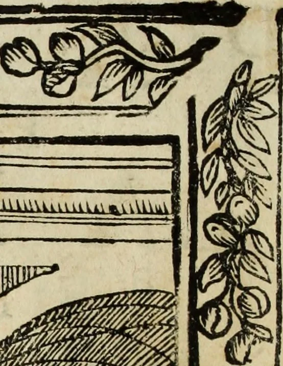 An illustration from Paradossi per pratticare la prospettiua senza saperla, fiori, per facilitare l'intelligenza, frutti, per non operare alla cieca : cognitioni necessarie à pittori, scultori, architetti, ed à qualunque si diletta di disegno, 1683, leaf 5