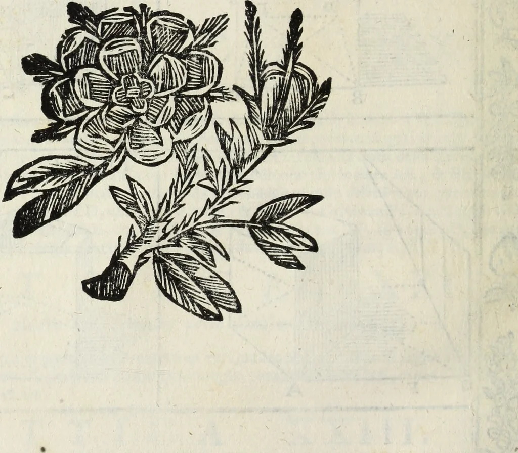 An illustration from Paradossi per pratticare la prospettiua senza saperla, fiori, per facilitare l'intelligenza, frutti, per non operare alla cieca : cognitioni necessarie à pittori, scultori, architetti, ed à qualunque si diletta di disegno, 1683, leaf 91