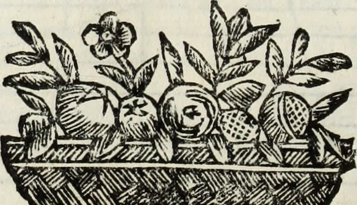 An illustration from Paradossi per pratticare la prospettiua senza saperla, fiori, per facilitare l'intelligenza, frutti, per non operare alla cieca : cognitioni necessarie à pittori, scultori, architetti, ed à qualunque si diletta di disegno, 1683, leaf 97