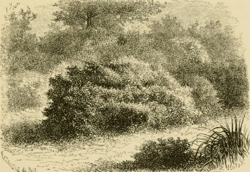 An illustration from The parks and gardens of Paris, considered in relation to the wants of other cities and of the public and private gardens; being notes on a study of Paris gardens, 1878, leaf 102
