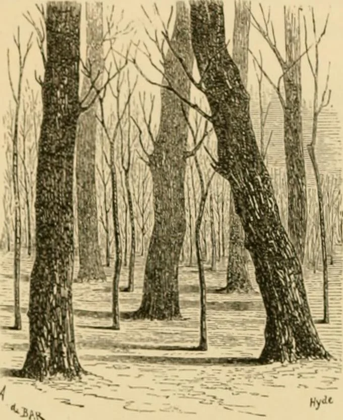An illustration from The parks and gardens of Paris, considered in relation to the wants of other cities and of the public and private gardens; being notes on a study of Paris gardens, 1878, leaf 119
