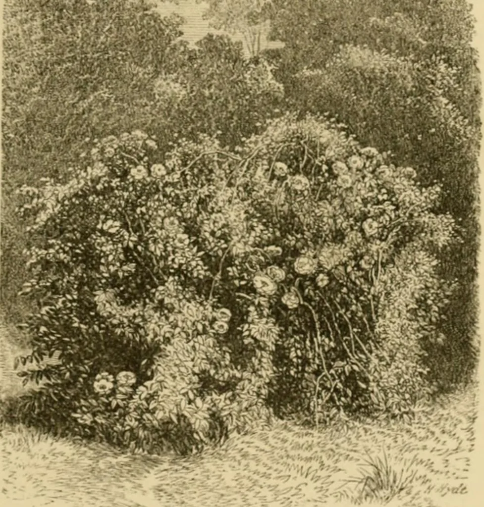 An illustration from The parks and gardens of Paris, considered in relation to the wants of other cities and of the public and private gardens; being notes on a study of Paris gardens, 1878, leaf 126