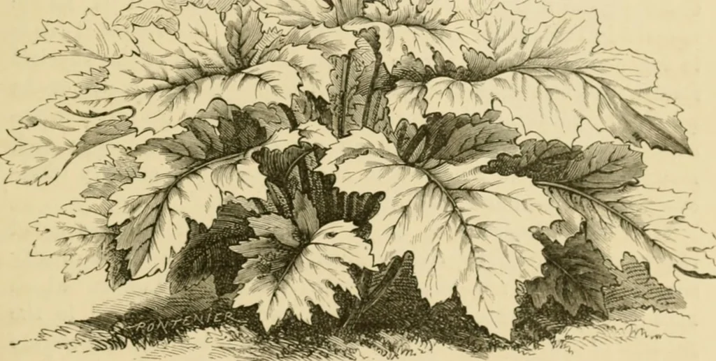 An illustration from The parks and gardens of Paris, considered in relation to the wants of other cities and of the public and private gardens; being notes on a study of Paris gardens, 1878, leaf 152