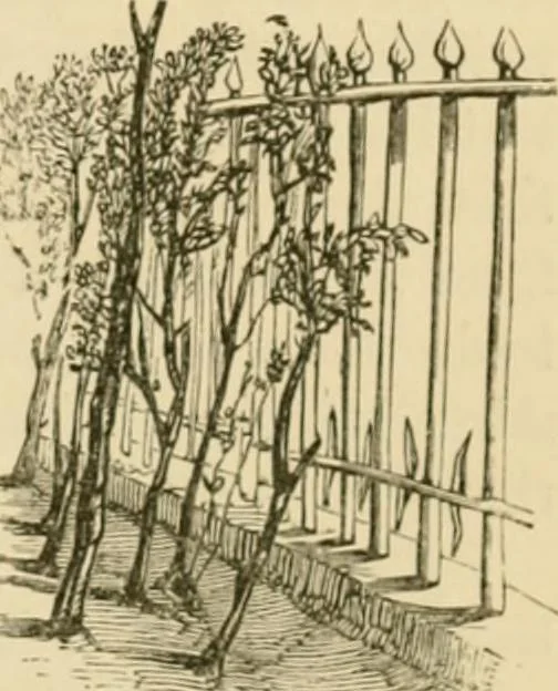 An illustration from The parks and gardens of Paris, considered in relation to the wants of other cities and of the public and private gardens; being notes on a study of Paris gardens, 1878, leaf 154