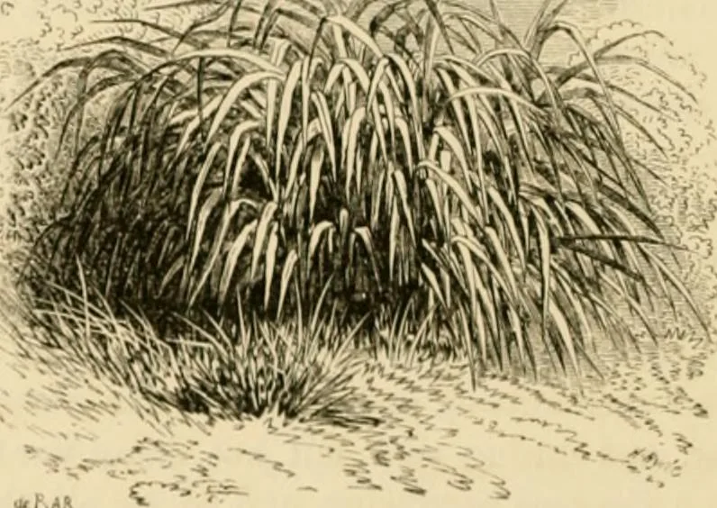 An illustration from The parks and gardens of Paris, considered in relation to the wants of other cities and of the public and private gardens; being notes on a study of Paris gardens, 1878, leaf 165