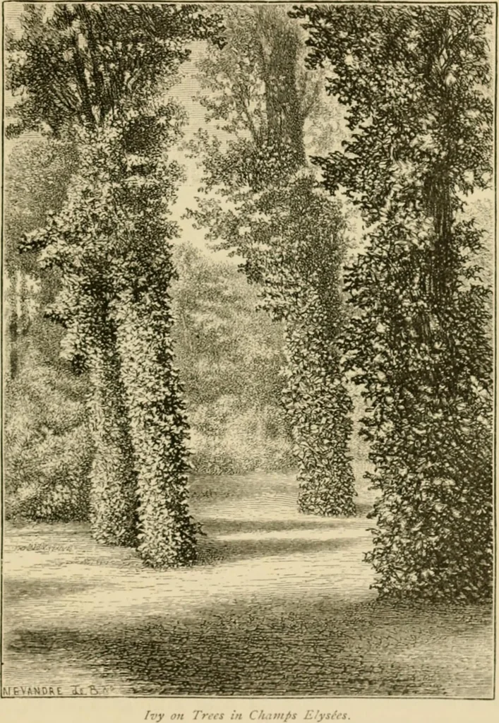 An illustration from The parks and gardens of Paris, considered in relation to the wants of other cities and of the public and private gardens; being notes on a study of Paris gardens, 1878, leaf 224