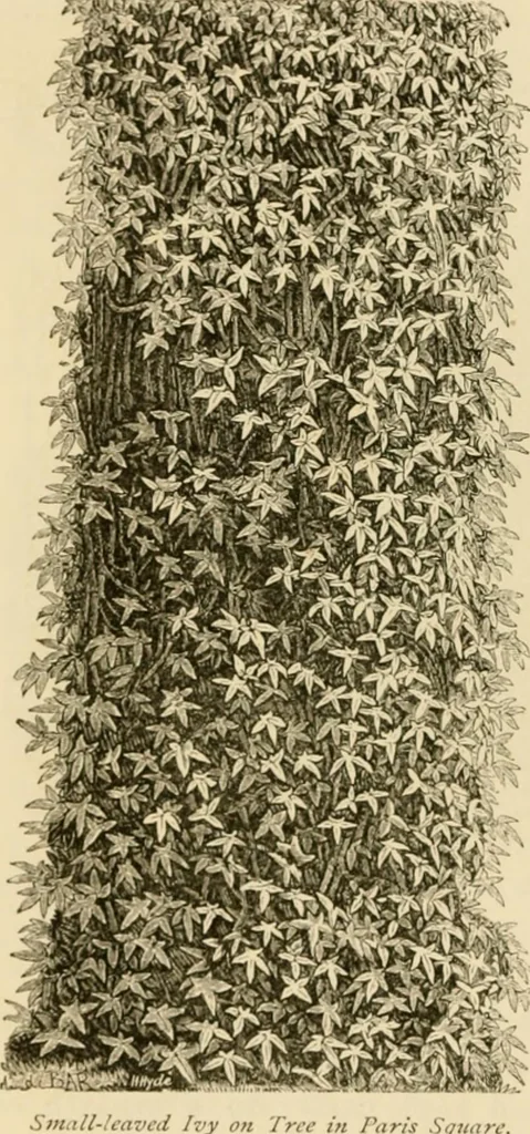 An illustration from The parks and gardens of Paris, considered in relation to the wants of other cities and of the public and private gardens; being notes on a study of Paris gardens, 1878, leaf 227
