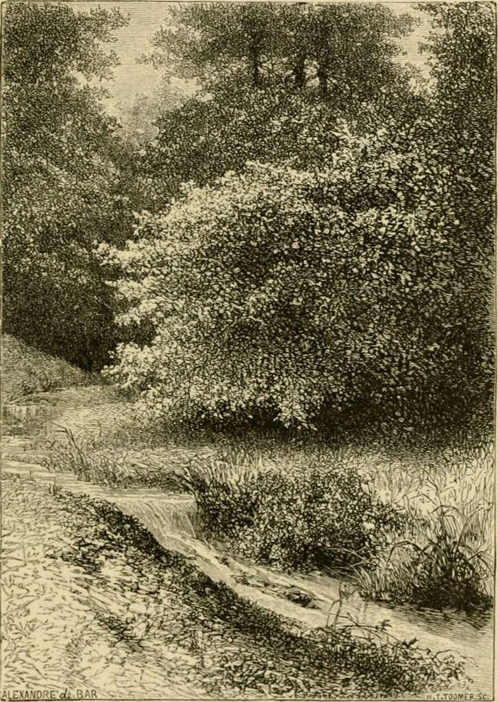 An illustration from The parks and gardens of Paris, considered in relation to the wants of other cities and of the public and private gardens; being notes on a study of Paris gardens, 1878, leaf 250