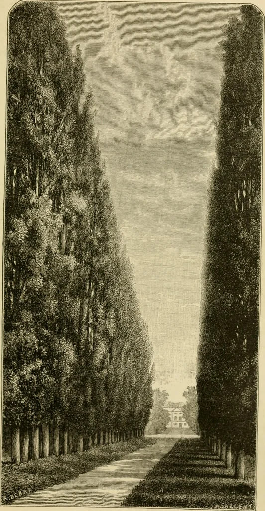 An illustration from The parks and gardens of Paris, considered in relation to the wants of other cities and of the public and private gardens; being notes on a study of Paris gardens, 1878, leaf 256