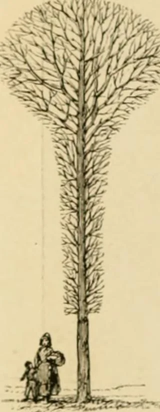 An illustration from The parks and gardens of Paris, considered in relation to the wants of other cities and of the public and private gardens; being notes on a study of Paris gardens, 1878, leaf 257