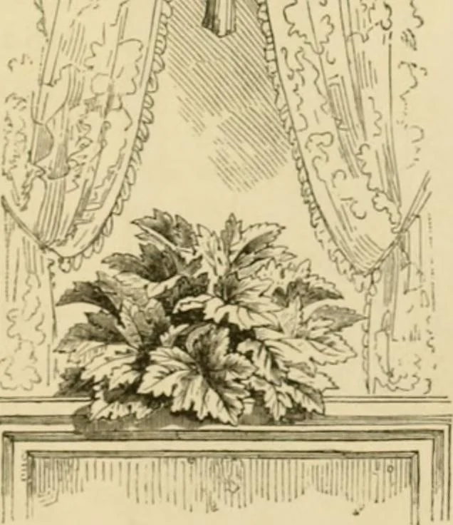 An illustration from The parks and gardens of Paris, considered in relation to the wants of other cities and of the public and private gardens; being notes on a study of Paris gardens, 1878, leaf 292