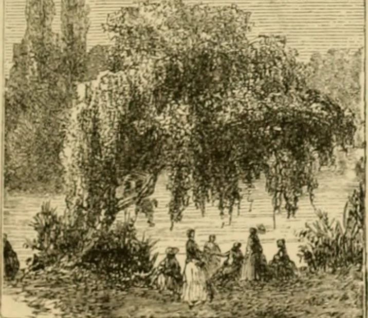 An illustration from The parks and gardens of Paris, considered in relation to the wants of other cities and of the public and private gardens; being notes on a study of Paris gardens, 1878, leaf 30