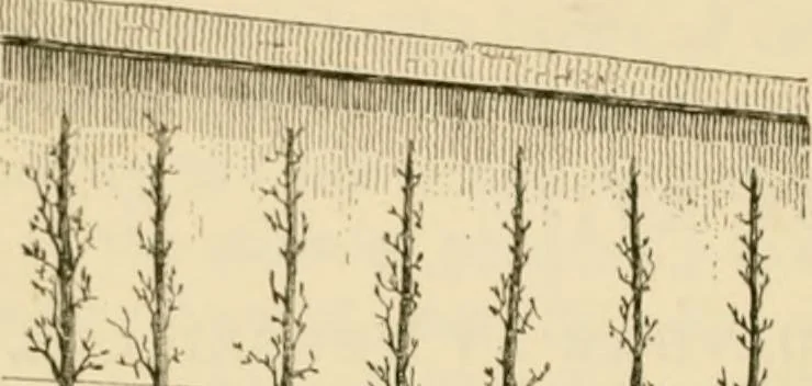An illustration from The parks and gardens of Paris, considered in relation to the wants of other cities and of the public and private gardens; being notes on a study of Paris gardens, 1878, leaf 305