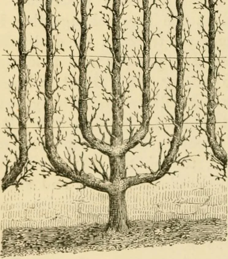 An illustration from The parks and gardens of Paris, considered in relation to the wants of other cities and of the public and private gardens; being notes on a study of Paris gardens, 1878, leaf 305