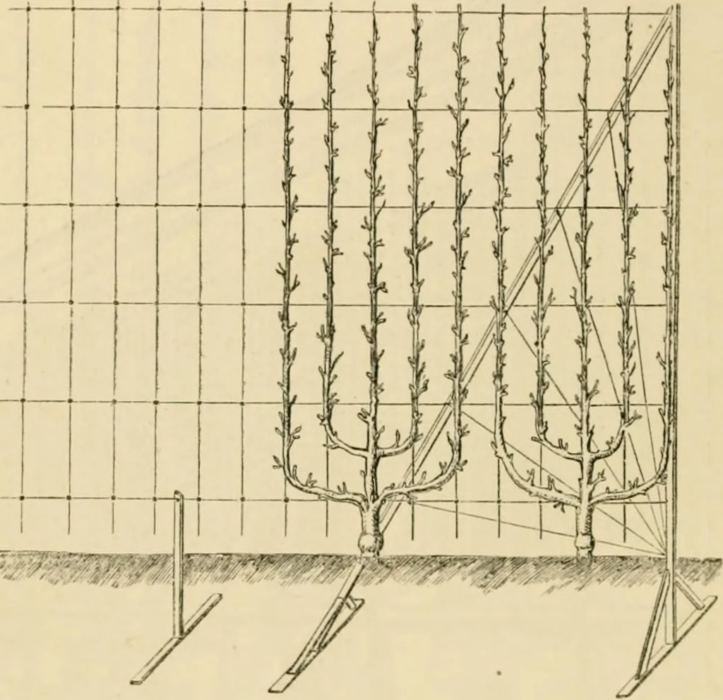An illustration from The parks and gardens of Paris, considered in relation to the wants of other cities and of the public and private gardens; being notes on a study of Paris gardens, 1878, leaf 307