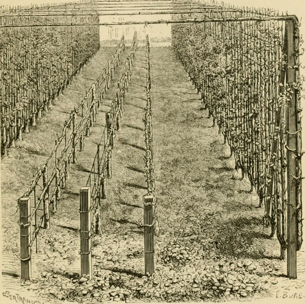 An illustration from The parks and gardens of Paris, considered in relation to the wants of other cities and of the public and private gardens; being notes on a study of Paris gardens, 1878, leaf 308