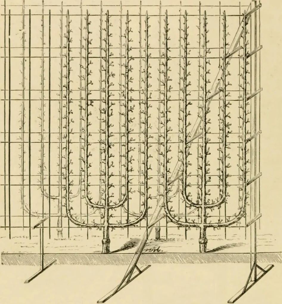 An illustration from The parks and gardens of Paris, considered in relation to the wants of other cities and of the public and private gardens; being notes on a study of Paris gardens, 1878, leaf 309