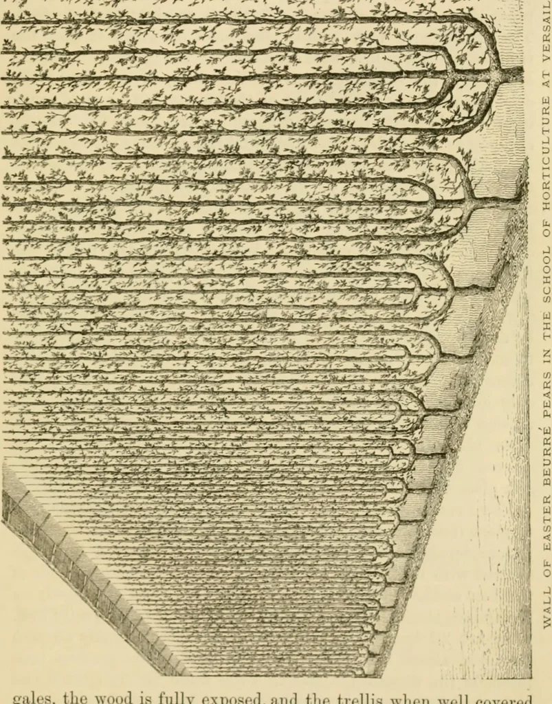 An illustration from The parks and gardens of Paris, considered in relation to the wants of other cities and of the public and private gardens; being notes on a study of Paris gardens, 1878, leaf 310