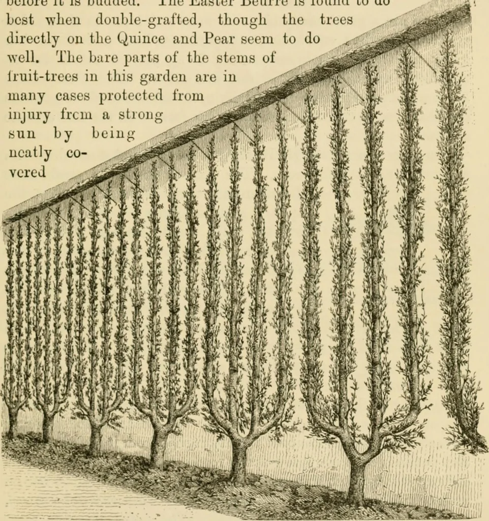 An illustration from The parks and gardens of Paris, considered in relation to the wants of other cities and of the public and private gardens; being notes on a study of Paris gardens, 1878, leaf 312