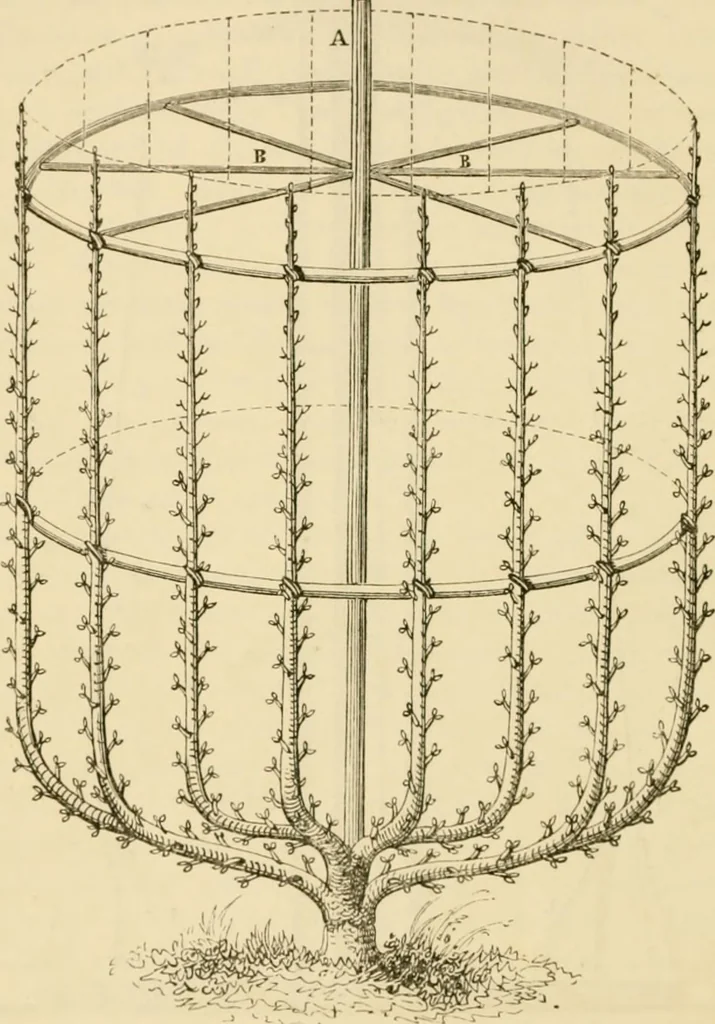 An illustration from The parks and gardens of Paris, considered in relation to the wants of other cities and of the public and private gardens; being notes on a study of Paris gardens, 1878, leaf 321