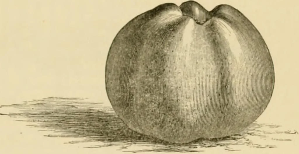An illustration from The parks and gardens of Paris, considered in relation to the wants of other cities and of the public and private gardens; being notes on a study of Paris gardens, 1878, leaf 328