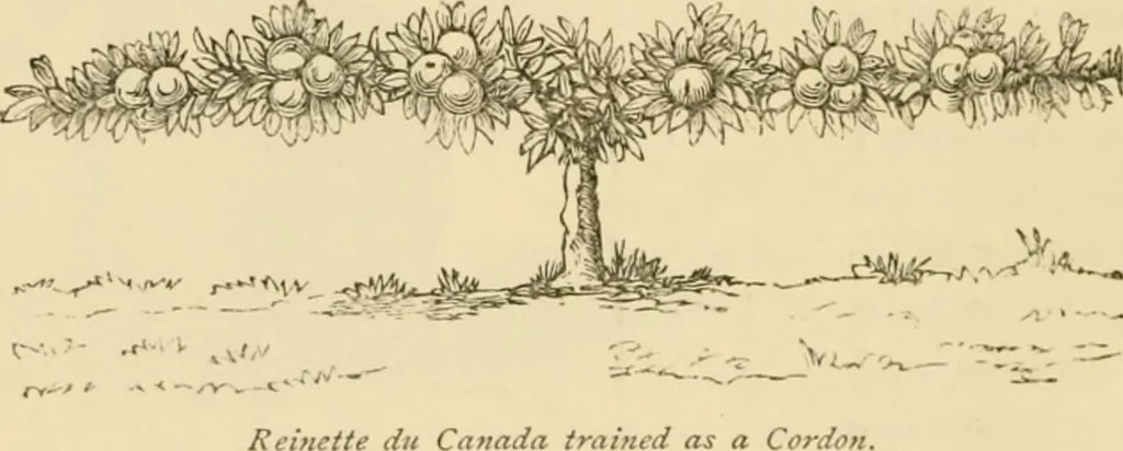 An illustration from The parks and gardens of Paris, considered in relation to the wants of other cities and of the public and private gardens; being notes on a study of Paris gardens, 1878, leaf 329