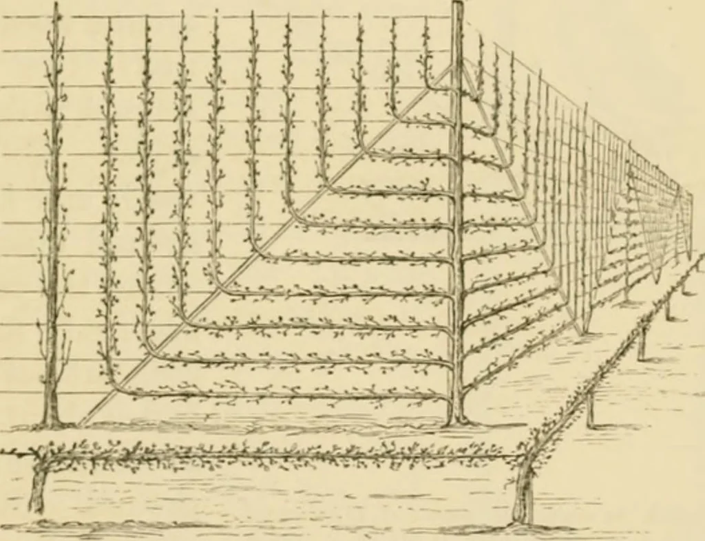 An illustration from The parks and gardens of Paris, considered in relation to the wants of other cities and of the public and private gardens; being notes on a study of Paris gardens, 1878, leaf 330