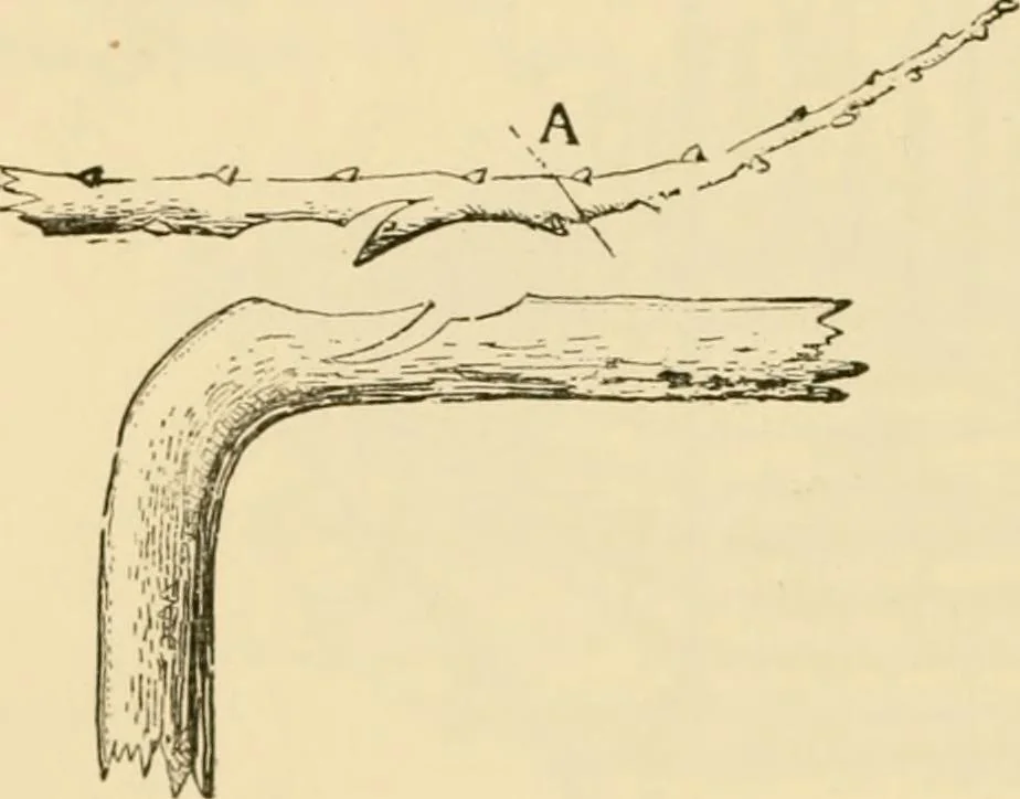 An illustration from The parks and gardens of Paris, considered in relation to the wants of other cities and of the public and private gardens; being notes on a study of Paris gardens, 1878, leaf 331