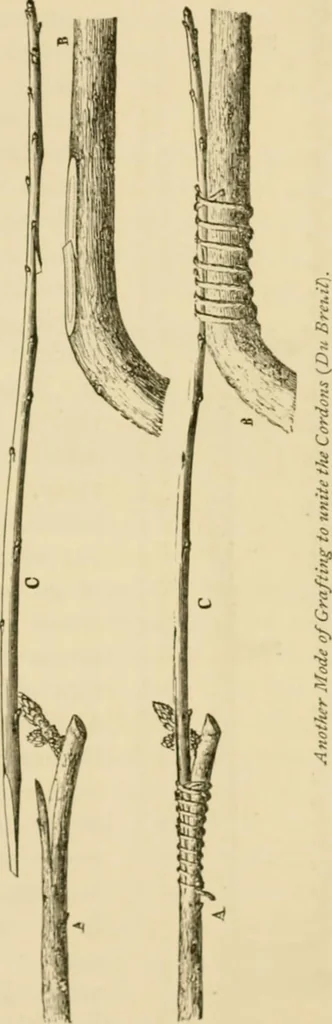 An illustration from The parks and gardens of Paris, considered in relation to the wants of other cities and of the public and private gardens; being notes on a study of Paris gardens, 1878, leaf 332