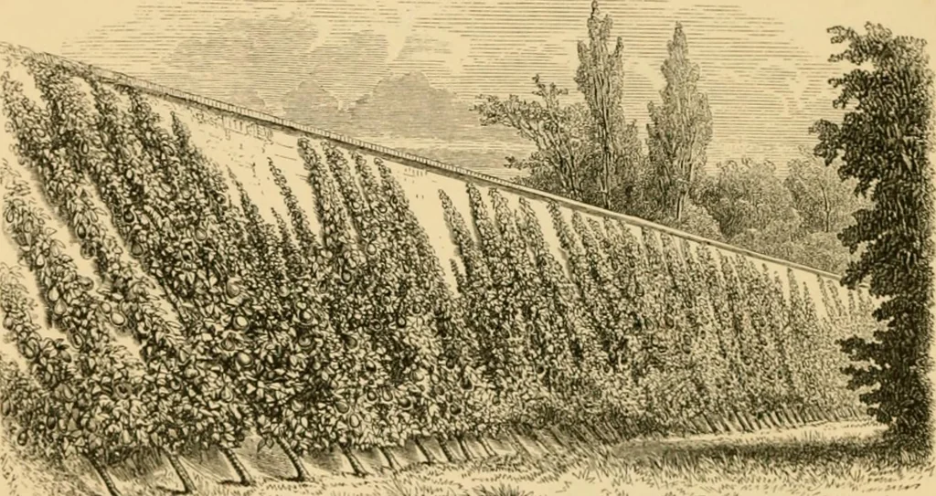 An illustration from The parks and gardens of Paris, considered in relation to the wants of other cities and of the public and private gardens; being notes on a study of Paris gardens, 1878, leaf 339