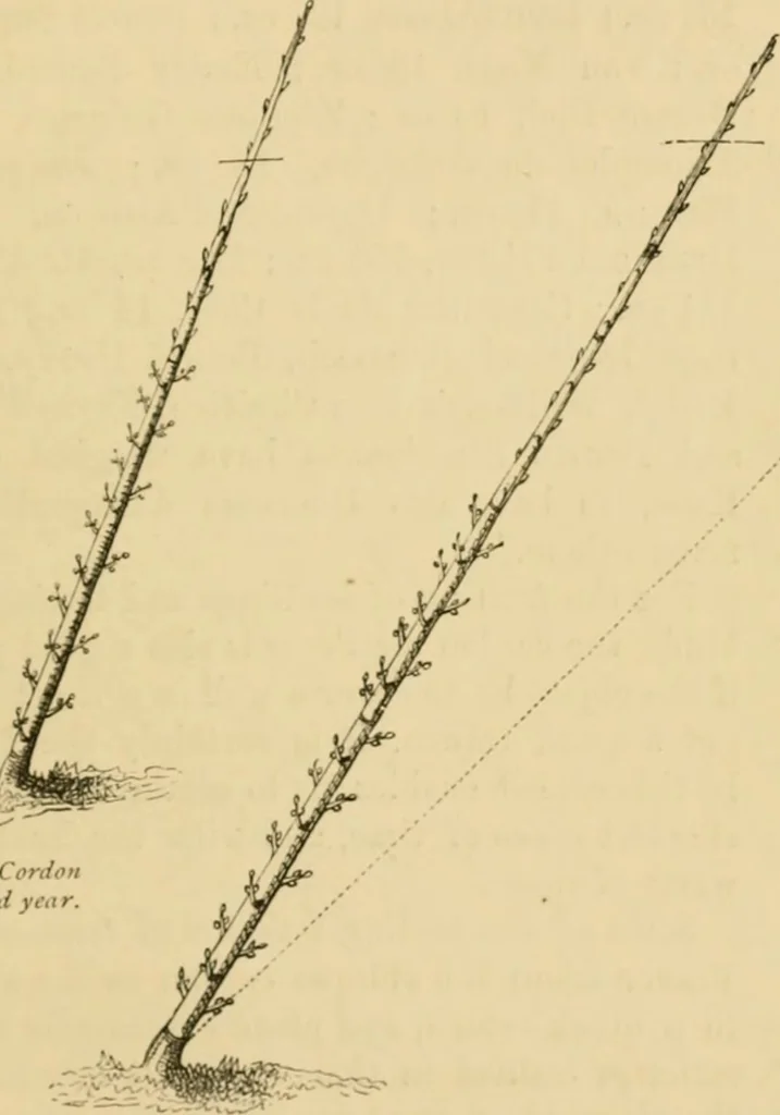 An illustration from The parks and gardens of Paris, considered in relation to the wants of other cities and of the public and private gardens; being notes on a study of Paris gardens, 1878, leaf 340
