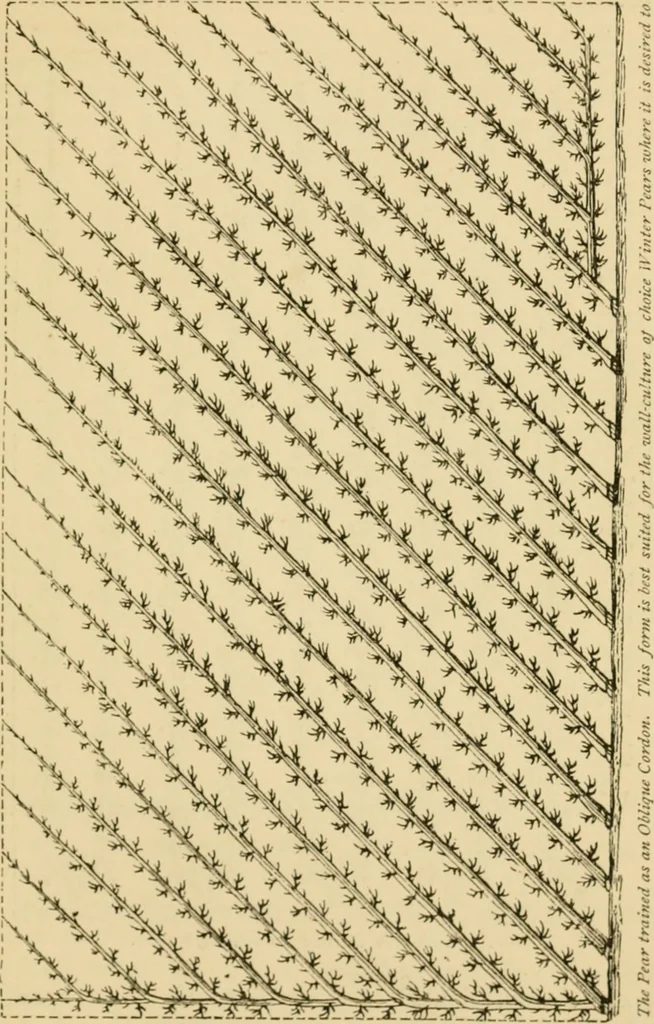 An illustration from The parks and gardens of Paris, considered in relation to the wants of other cities and of the public and private gardens; being notes on a study of Paris gardens, 1878, leaf 342