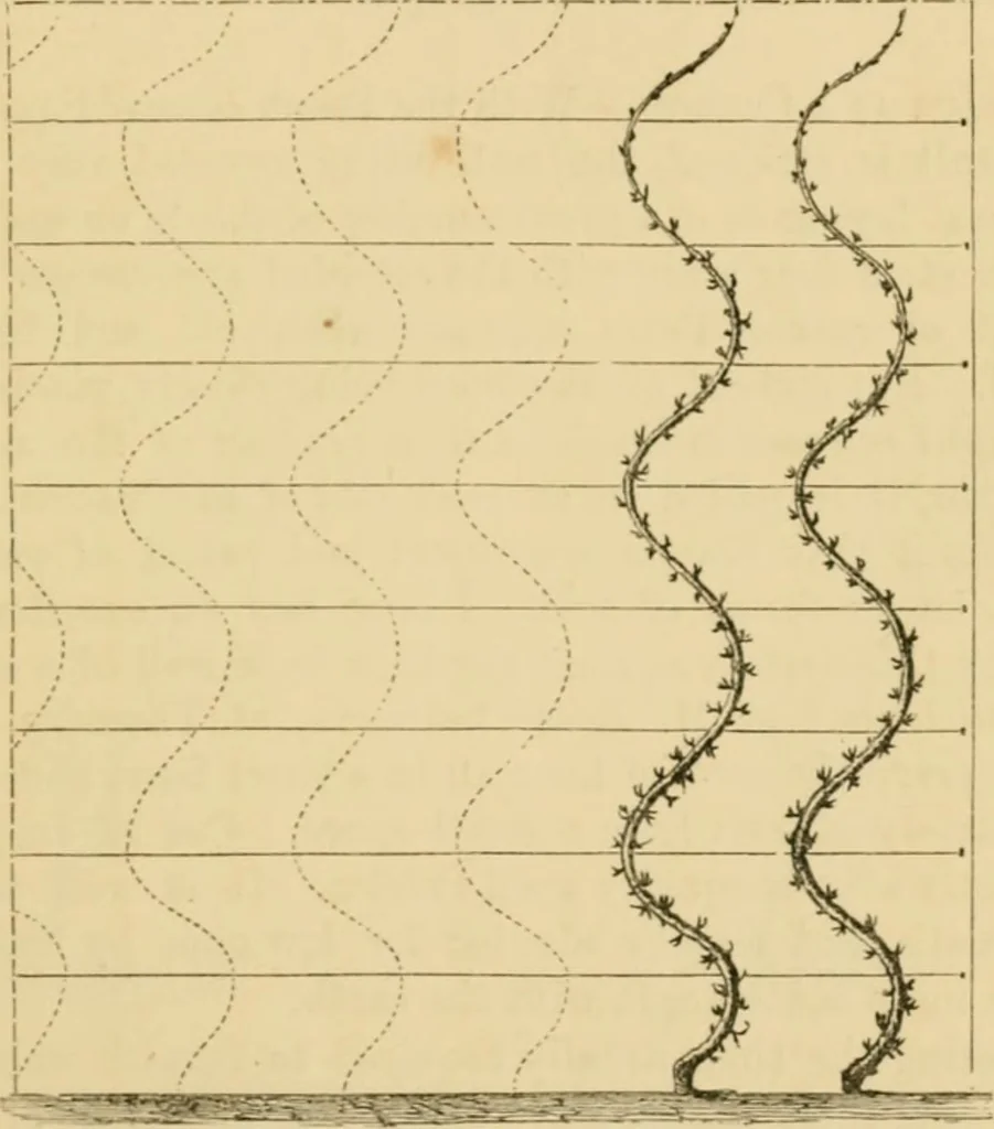 An illustration from The parks and gardens of Paris, considered in relation to the wants of other cities and of the public and private gardens; being notes on a study of Paris gardens, 1878, leaf 344